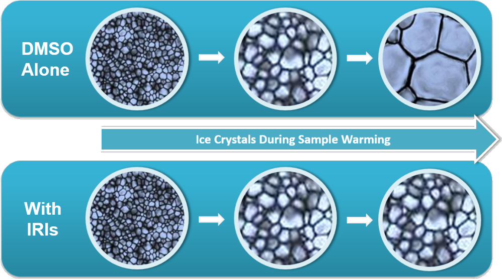 Revolutionizing Cell Cryopreservation - Circle (1000x570), Png Download