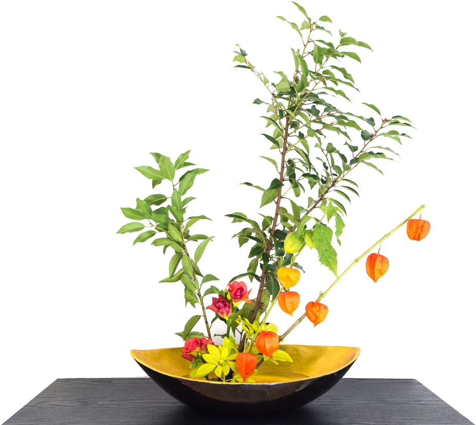 Download Chinese Lantern Plant Indoors Png Image With No Background Pngkey Com