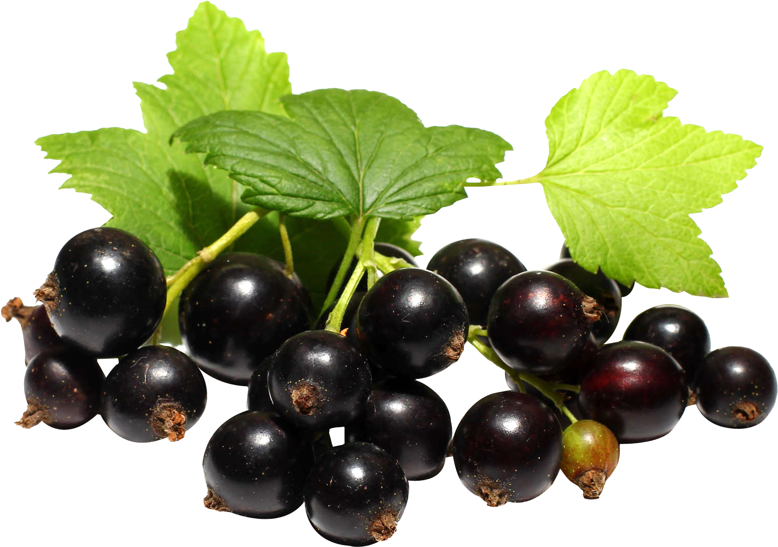 Black Currant Fruit Png (1562x1120), Png Download