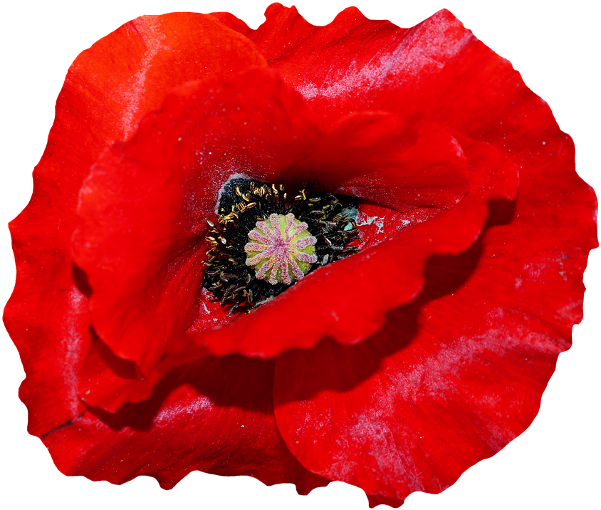 Poppy, Red, Blossom, Bloom, Red Poppy, Flower - Poppy (851x720), Png Download