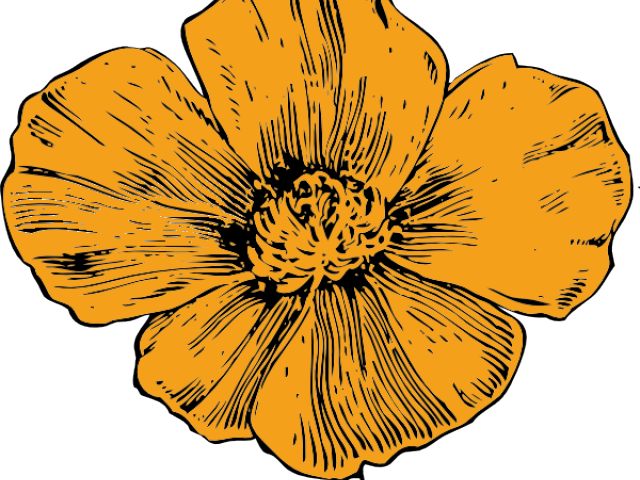 California Poppy Flower Drawing (640x480), Png Download