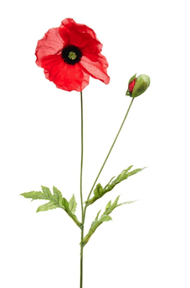47080rd - Corn Poppy (700x700), Png Download