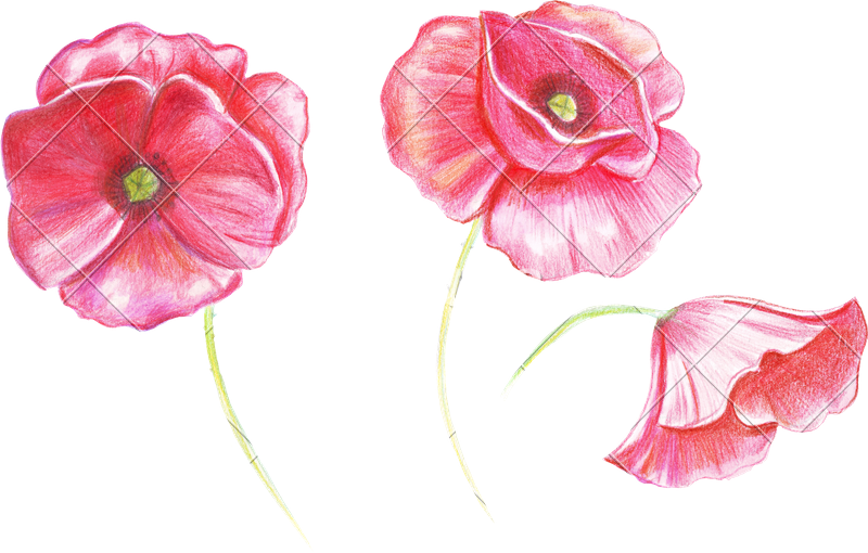 Poppy Flower Drawing - Drawing Of A Poppy (800x510), Png Download