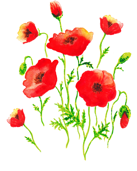 Click And Drag To Re-position The Image, If Desired - Corn Poppy (550x700), Png Download