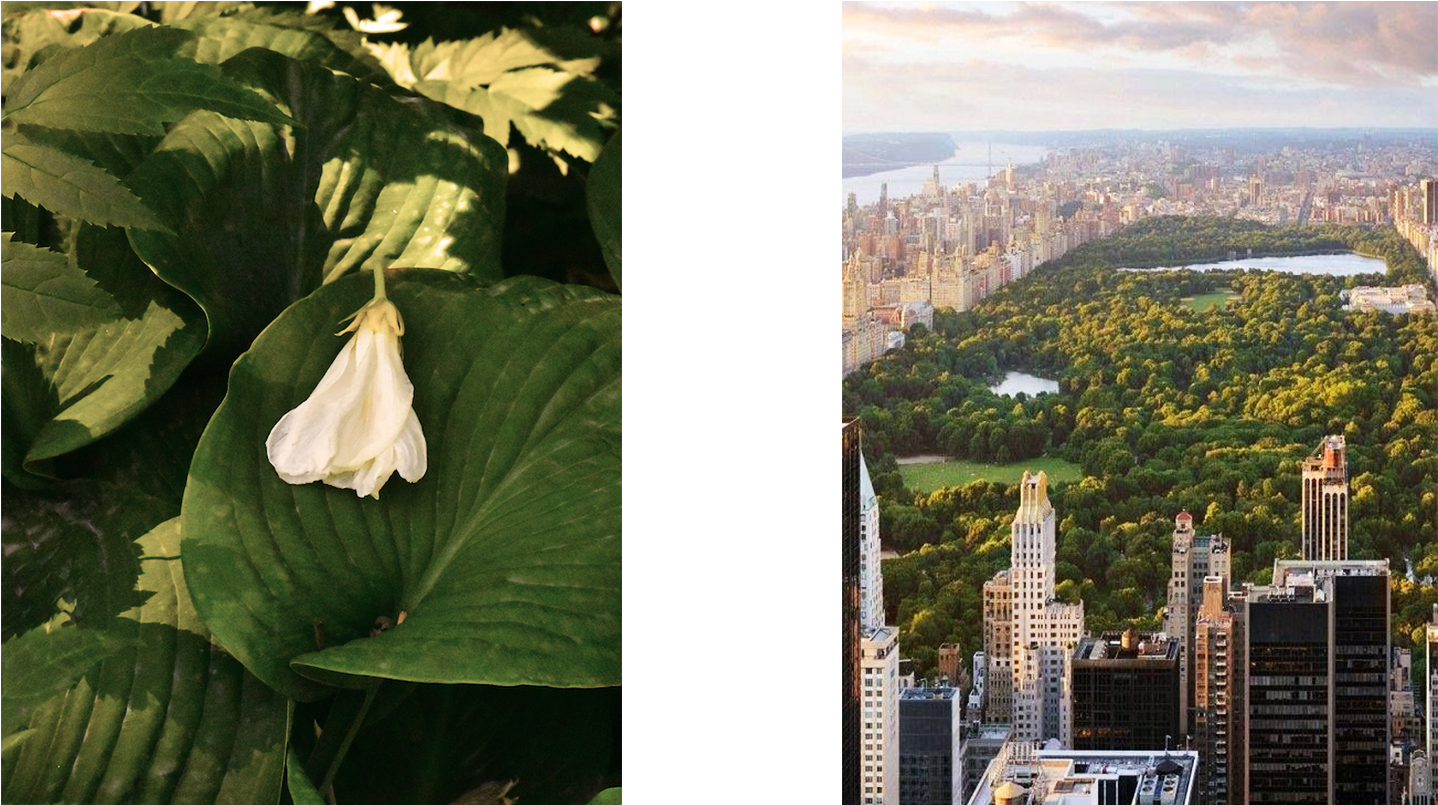 The Quintessential Sweetheart, The Queen Of Social - Central Park (1920x804), Png Download