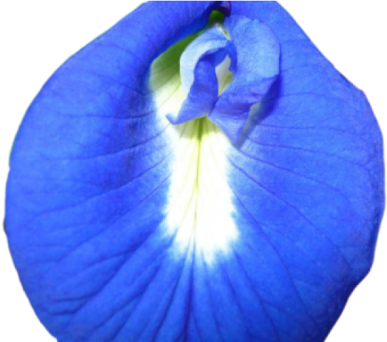Morning Glory Png - Nilkanth Flower (640x480), Png Download