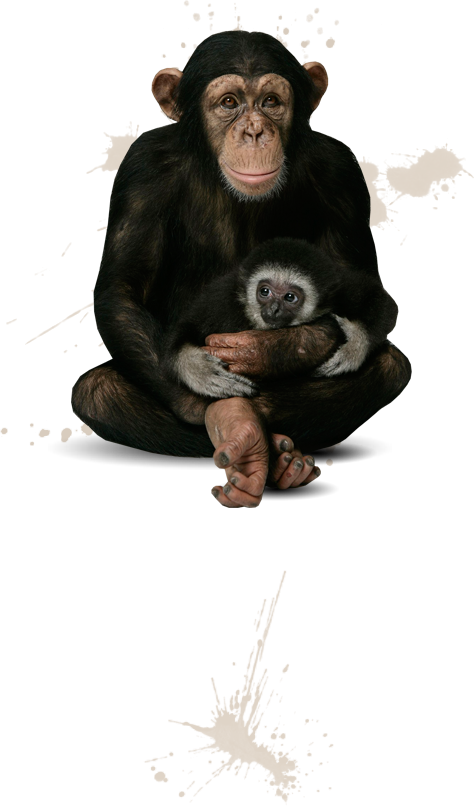 Meet The Chimpanzees - Common Chimpanzee (474x806), Png Download