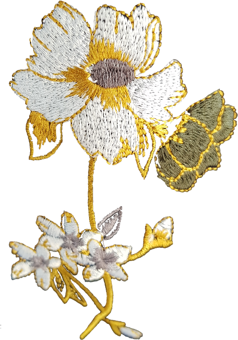 Popular - Daisy (480x741), Png Download