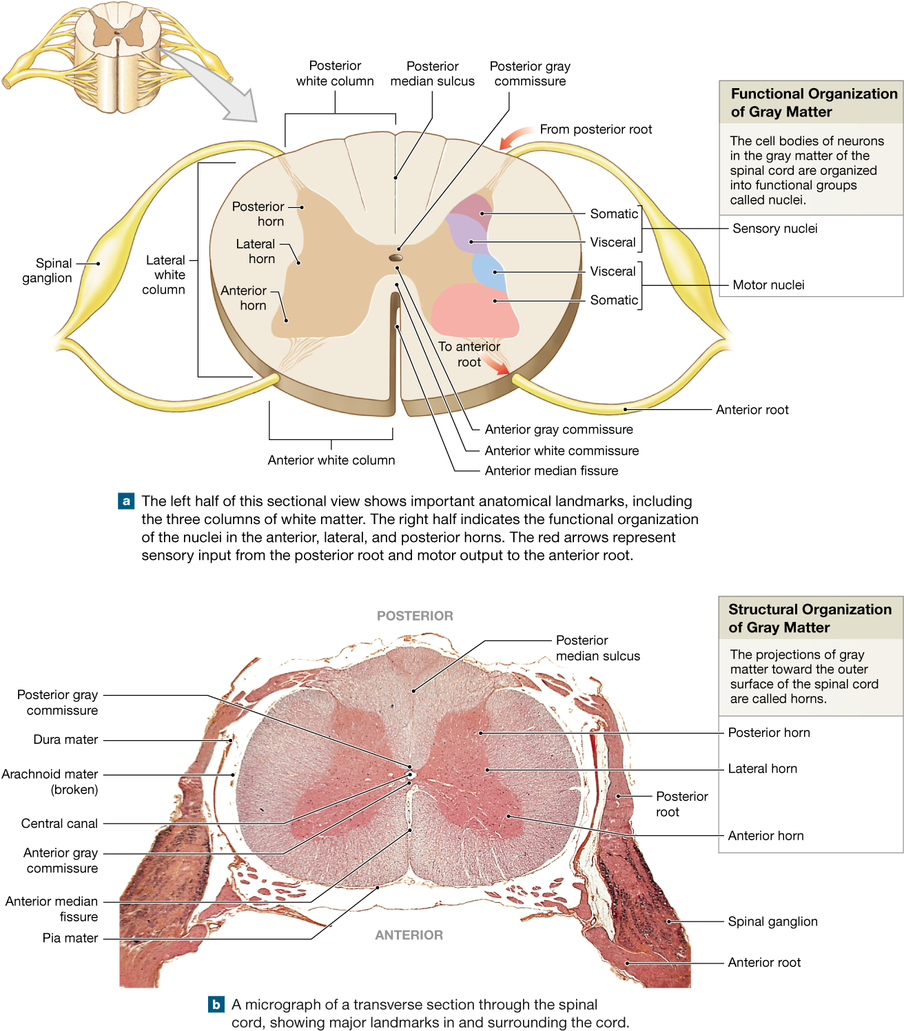 Spinal Cord Gray Matter Integrates Information And - Label Cross Section Of Spinal Cord (1319x1500), Png Download