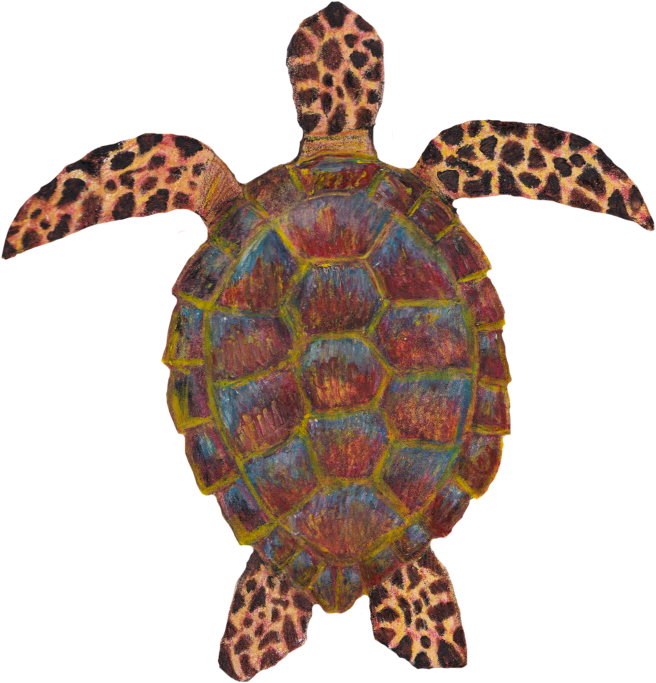 Studies Of Sea Life Drawn In Watercolor Pencils - Hawksbill Sea Turtle (670x694), Png Download