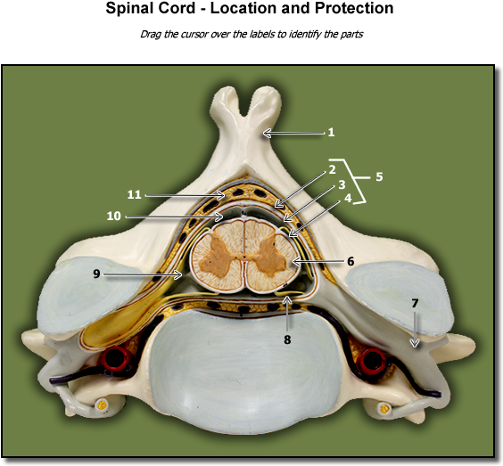 Location Of Spinal Cord - Bone (600x575), Png Download