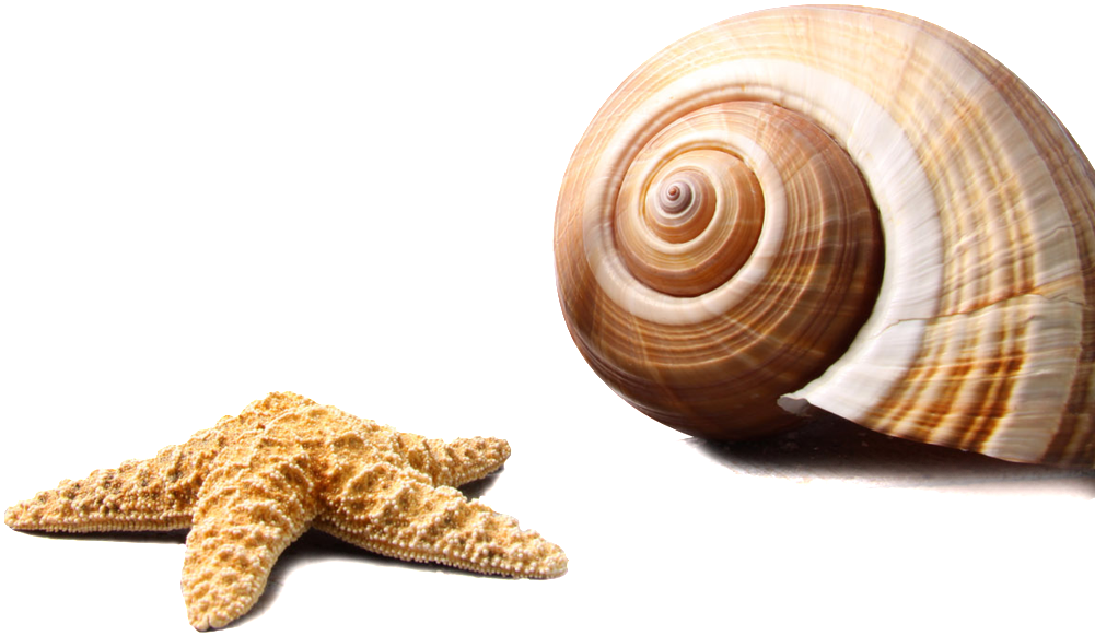 Marine Life Transparent - Summer Sunscreen (1024x612), Png Download