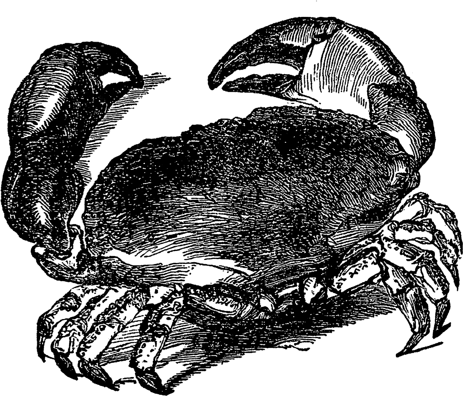 Crab Image Transfer Sea Life Ocean Illustration Artwork - Illustration (1600x1312), Png Download