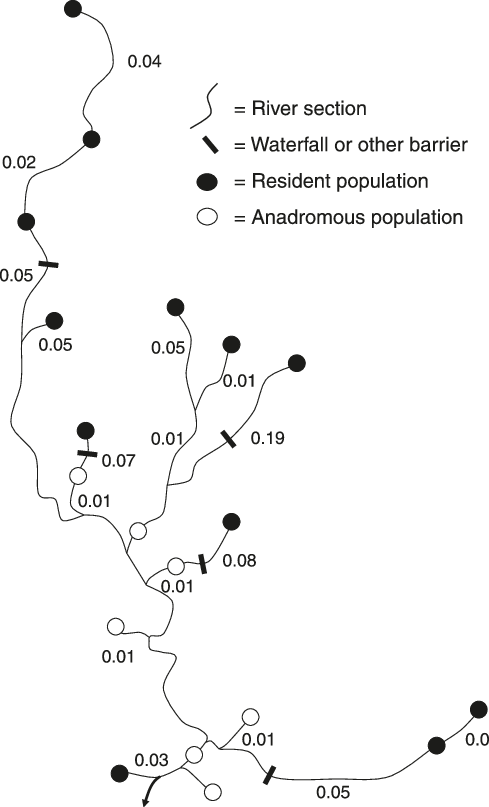 The Stream Tree For Rainbow Trout Populations In The - Map (489x807), Png Download