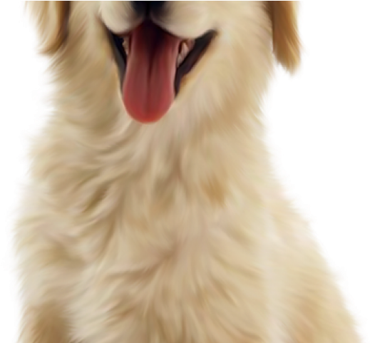 Real Dog Cliparts - Golden Retriever Puppy Png (640x480), Png Download