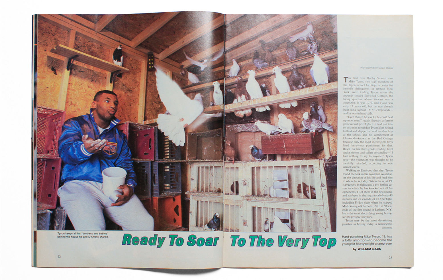 Tyson Pigeons (1689x981), Png Download