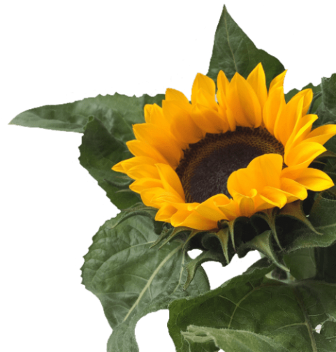 Free Png Download Sunflower Png Tumblr Png Images Background - Sunflower Png (480x641), Png Download