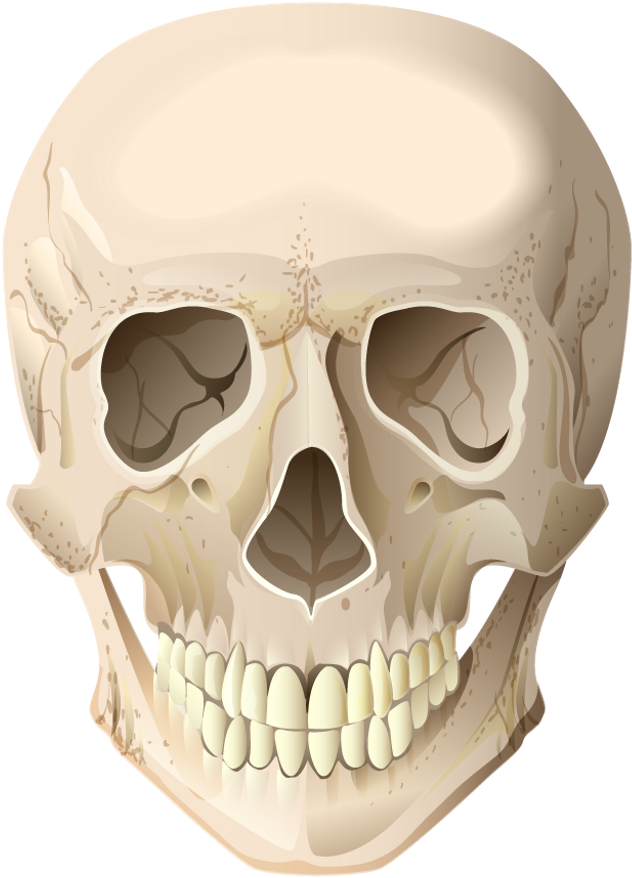 Skull Sticker - Crânio Png (1024x1035), Png Download