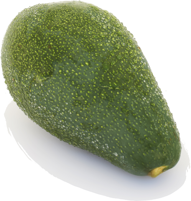 Avocado - Gourd (800x800), Png Download