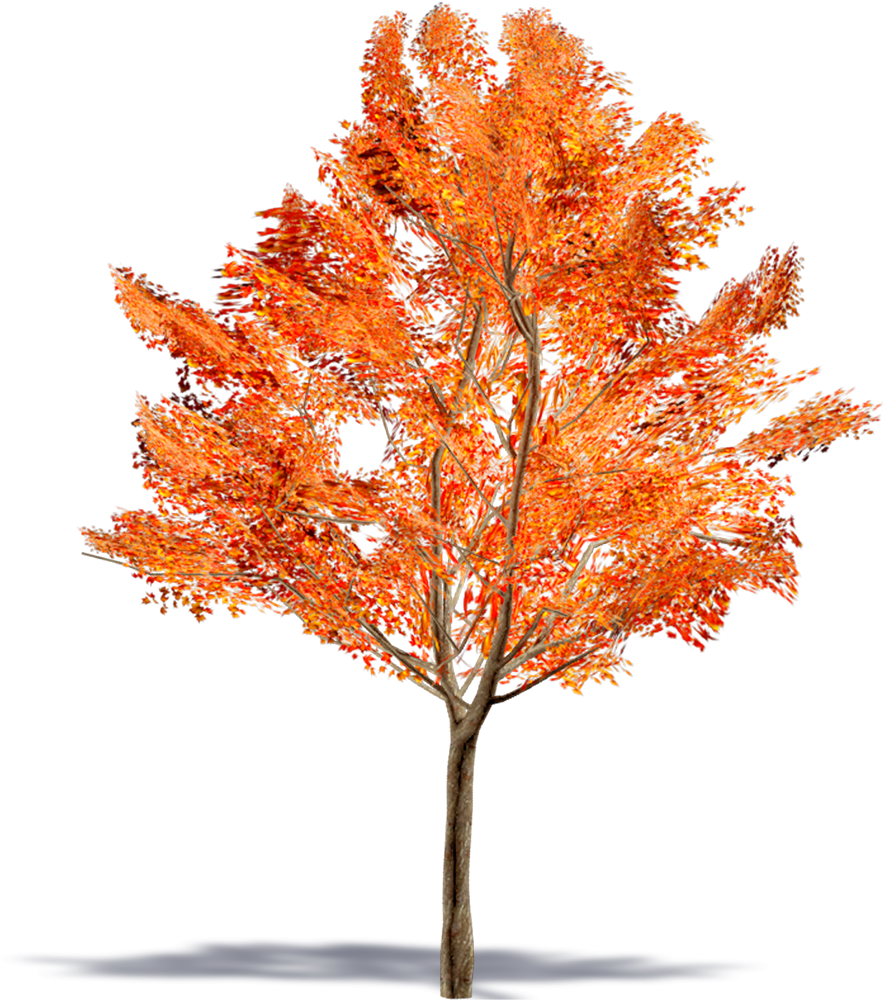 Maple Leaf (1000x1000), Png Download