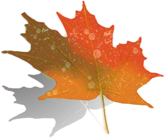 Maple Zpswtmapoaz - Maple Leaf (600x523), Png Download