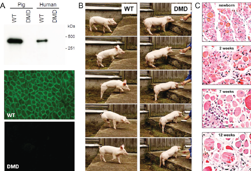 Biochemical, Clinical, And Pathological Alterations - Domestic Pig (850x581), Png Download
