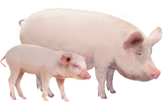 Productanimals Layout Swine - Role Of Research In Food Production (636x636), Png Download