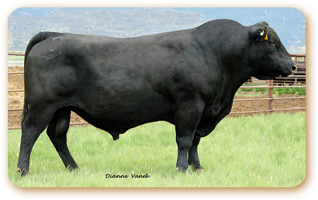 Emblazon - Cattle (701x519), Png Download