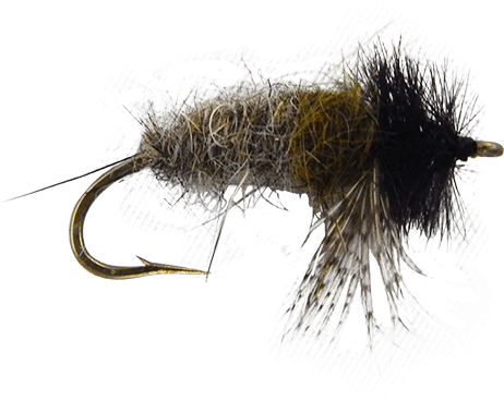 Insect (555x741), Png Download