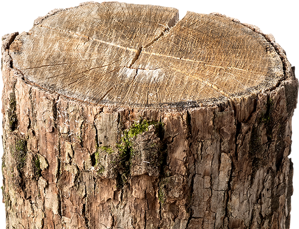 Tired Of Annoying Stumps - Tree Stump (800x595), Png Download