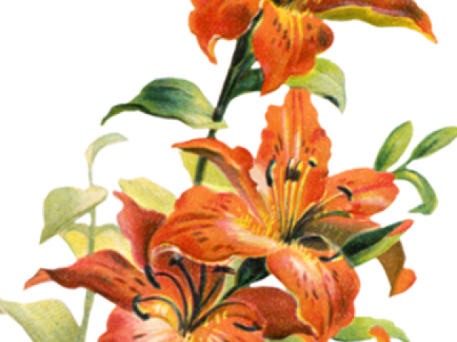 Orange Flower Clipart Lilly - Tiger Lily Flower Png (640x480), Png Download