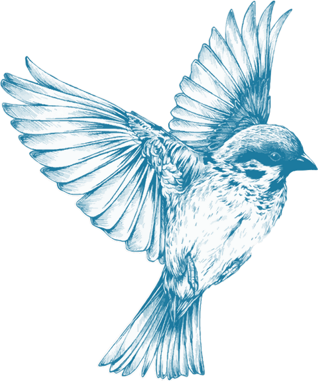 Hummingbird Tattoos Png Transparent Images - Blue Bird Flying Drawing (628x753), Png Download