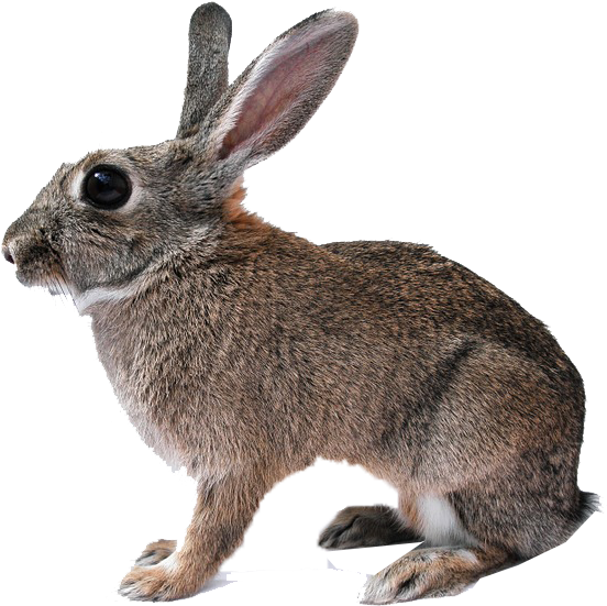 Rabbit Isolated (960x720), Png Download