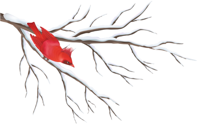 Free Png Winter Branch With Bird Png - Winter Berry Tree Drawing (850x560), Png Download