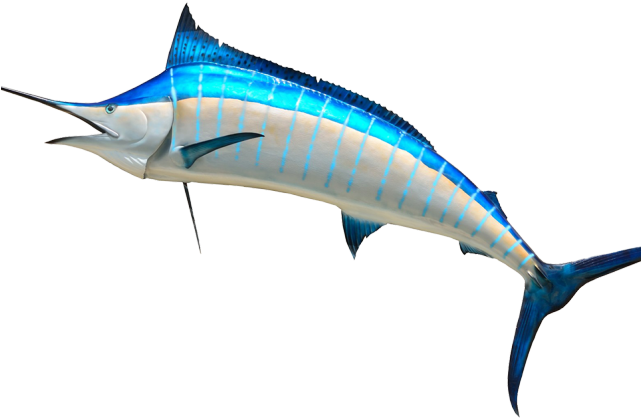 Swordfish Clipart Clip Art - Fish Head Png (640x480), Png Download