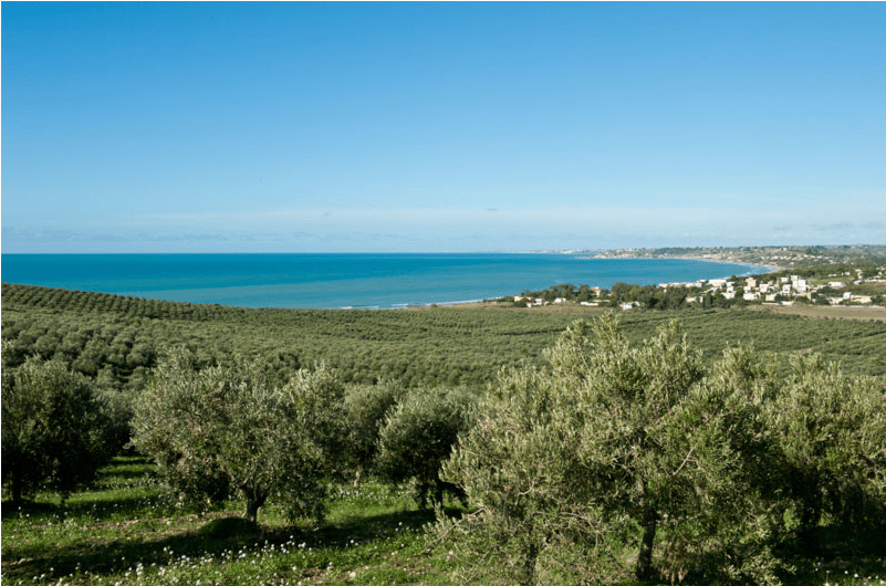The Planeta Olive Grove Extends For 98 Hectares In - Sea (1004x529), Png Download