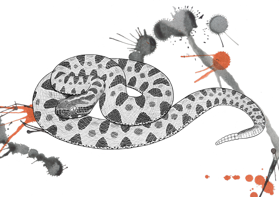 Venomous Pharmaceuticals Sistrusrus Miliarius Barbouri - Pigmy Rattlesnake Drawing (900x637), Png Download