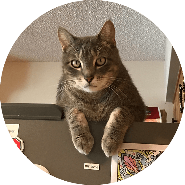 Jax - Domestic Short-haired Cat (600x600), Png Download