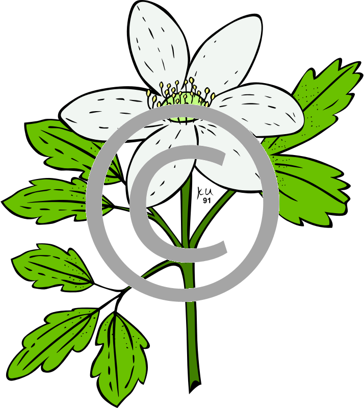 Anemone Piperi - Clip Art Plants (714x800), Png Download