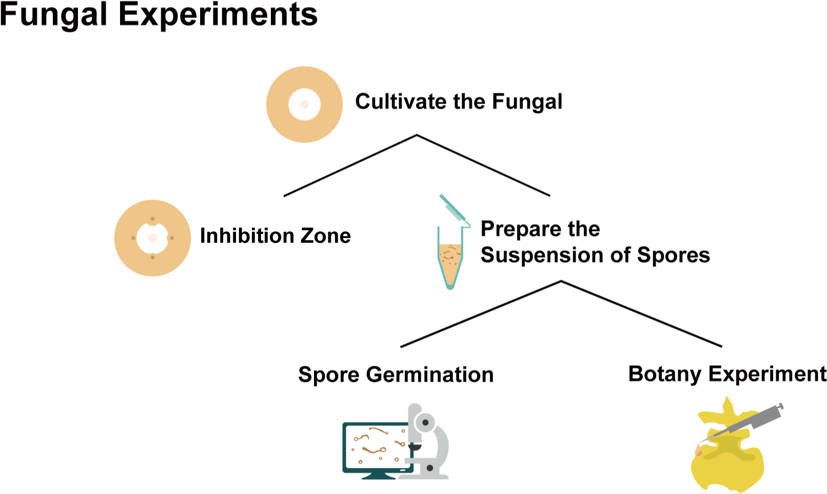 The Flow Chart Of Fungi Experiments - Diagram (2041x1020), Png Download