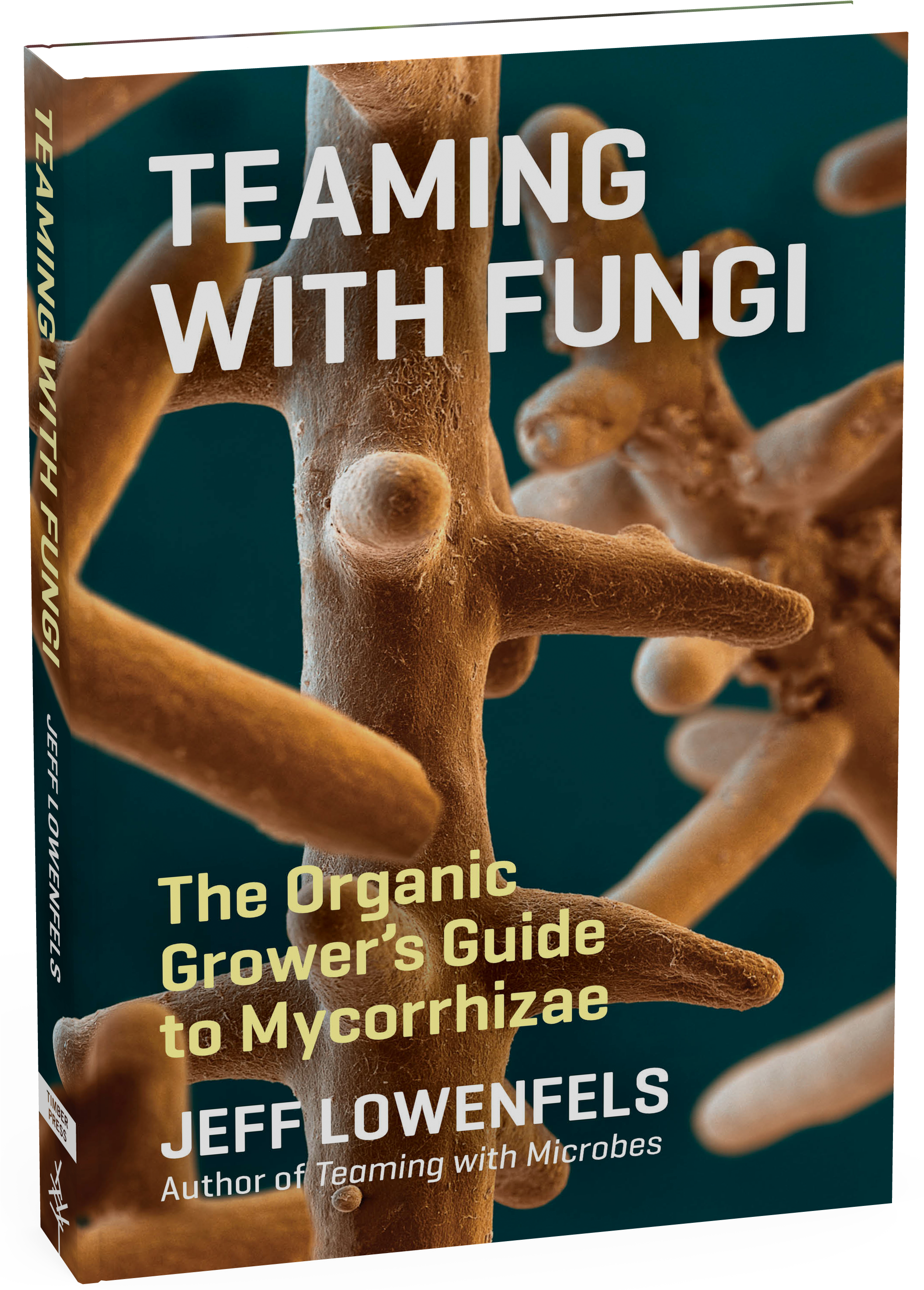 Fungi Png (2021x2873), Png Download