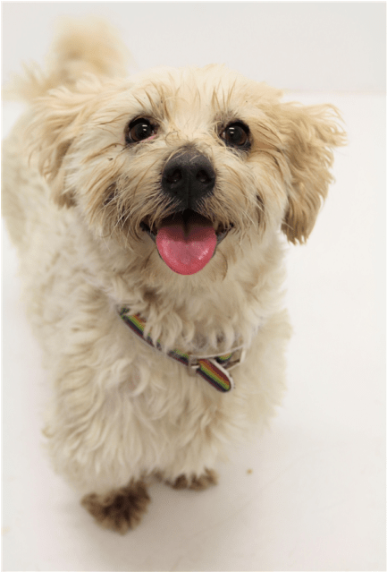 Photo Of Bubsy - Shih Tzu Pug Dog (638x638), Png Download