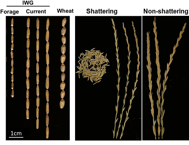Intermediate Wheatgrass Heads - Shattering Grains (674x493), Png Download