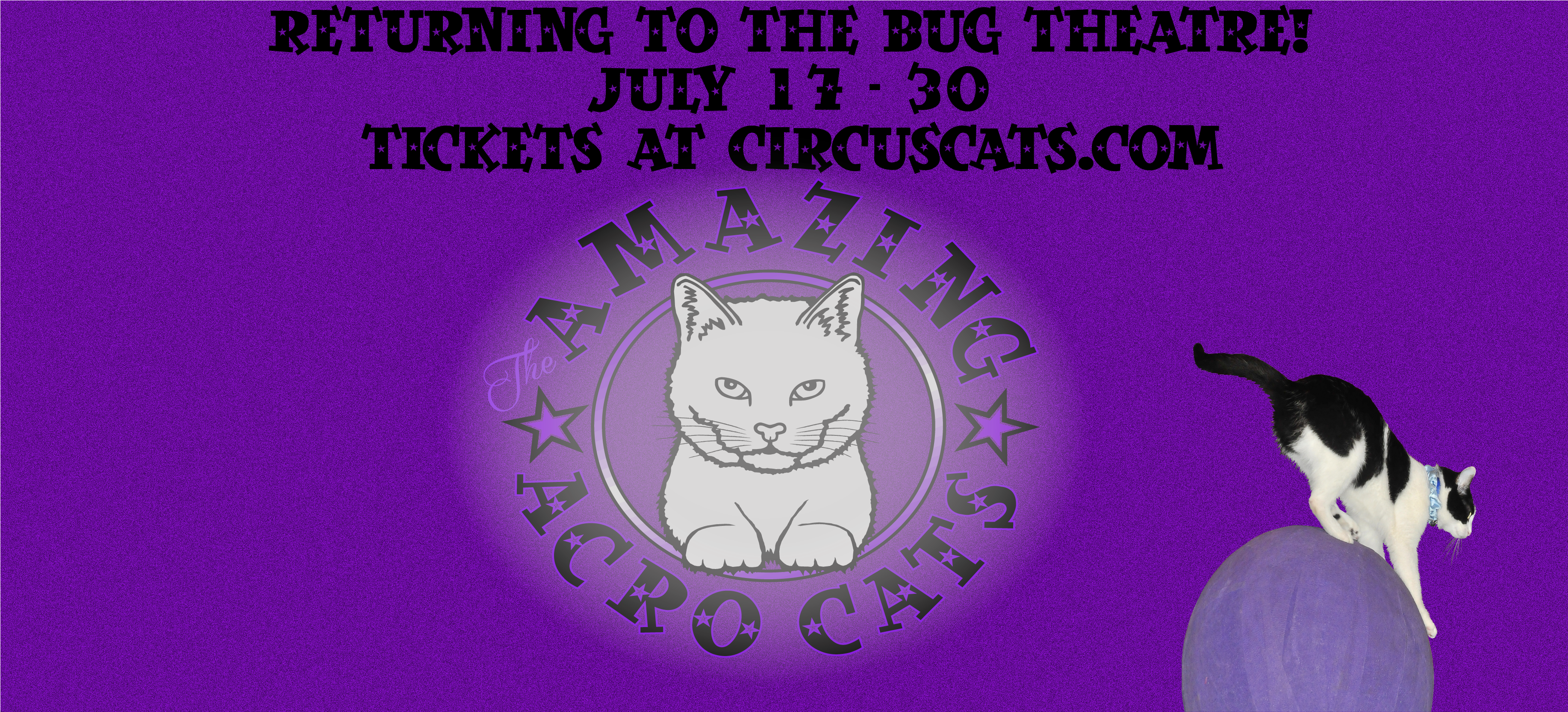 Acrocats - Domestic Short-haired Cat (3967x1967), Png Download