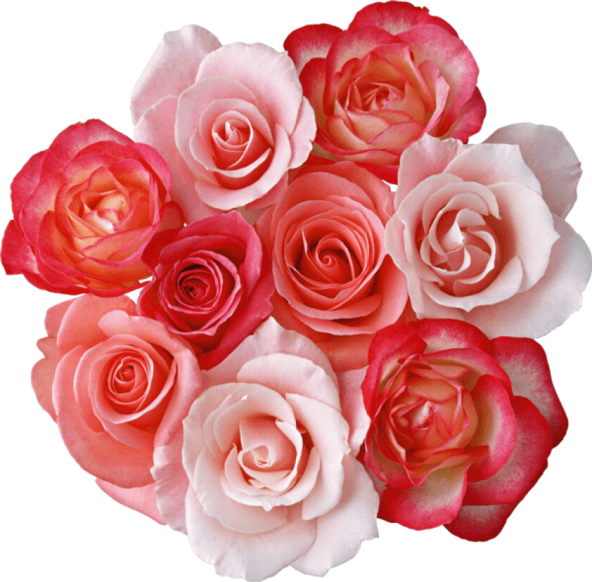 Free Png Download Roses Bouquet Png Images Background - Beautiful Dp Rose Flower (850x836), Png Download