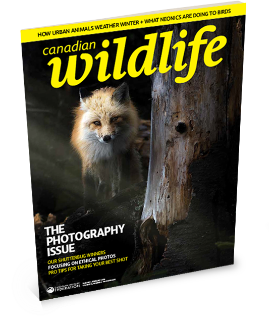 English Magazine Cover For Canadian Wildlife - New World Monkey (546x662), Png Download