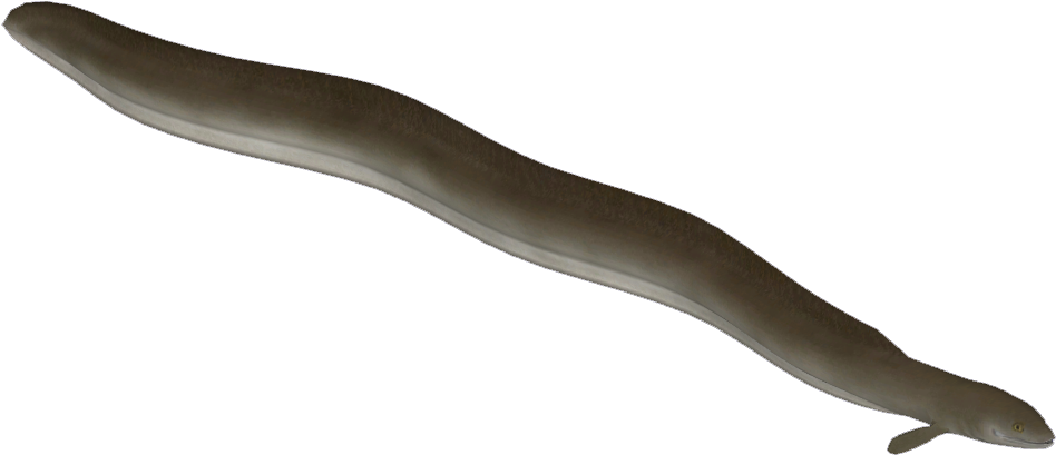 European Eel - Conger Eel (947x947), Png Download