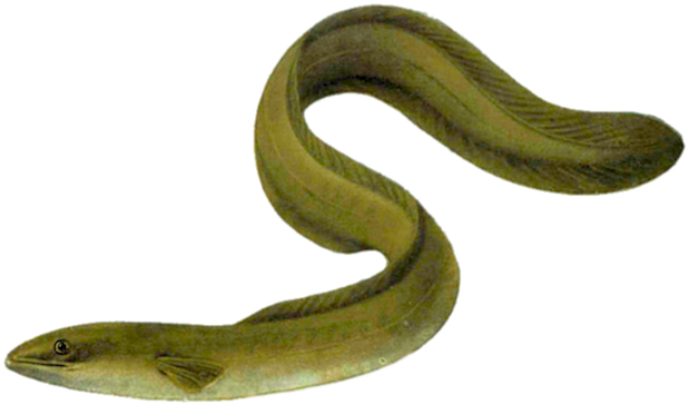 Pisces Anguilla (640x480), Png Download