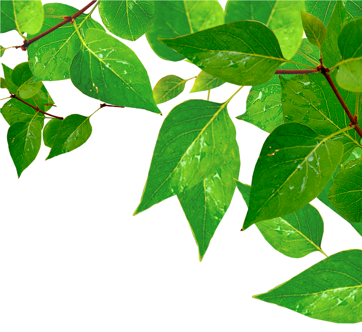 1181 X 1181 4 - Green Leaves With Water Drops (1181x1181), Png Download