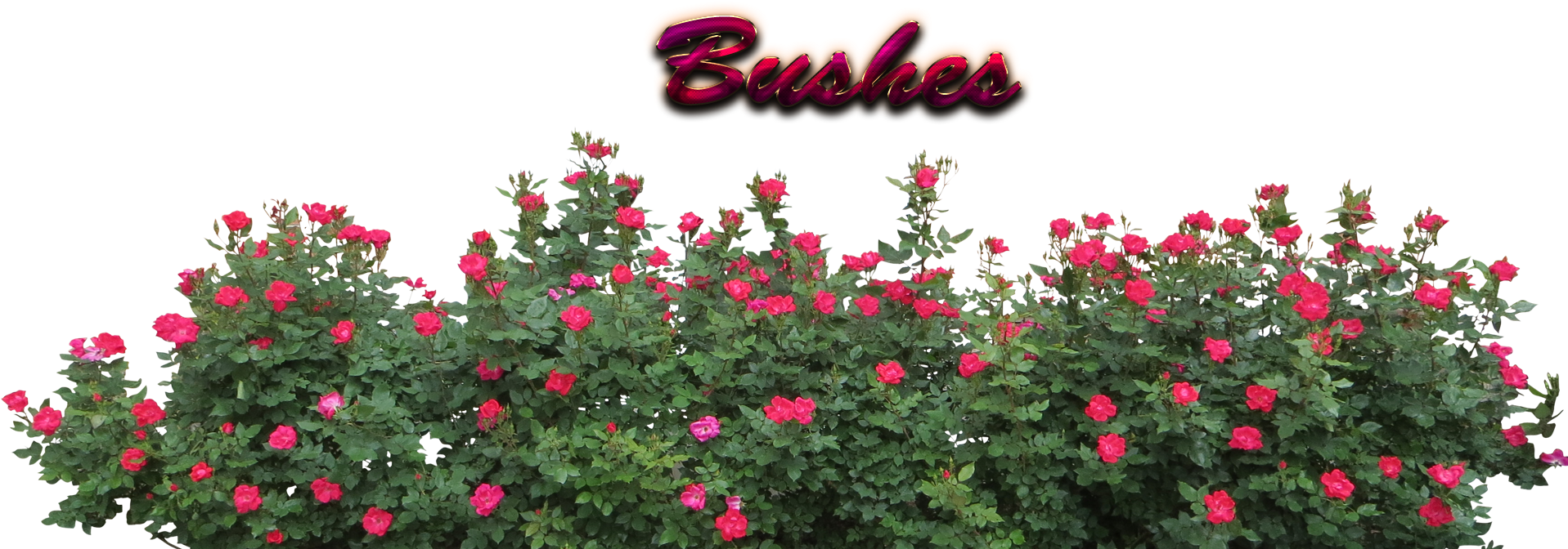 Flower Bush Png (1920x763), Png Download